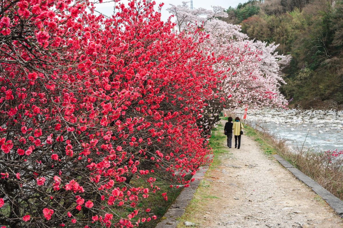 南信州の桜旅　昼神温泉